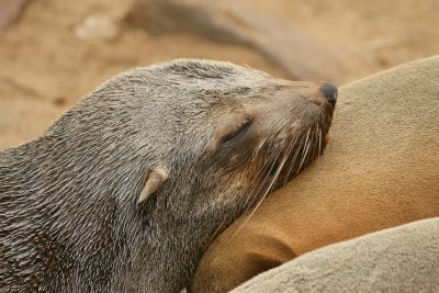 Cape Cross Sealion Colony