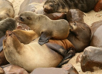 Cape Cross Sealion Colony