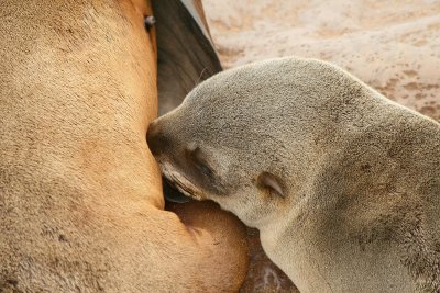 Cape Cross Sealion Colony