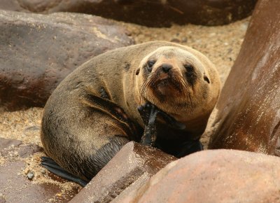 Cape Cross Sealion Colony