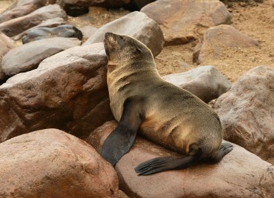 Cape Cross Sealion Colony