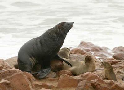 Cape Cross Sealion Colony