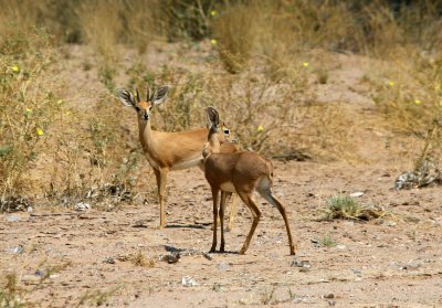 Steenbok