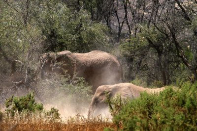 Elephants - Huab River