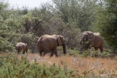 Elephants - Huab River
