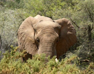 Elephants - Huab River