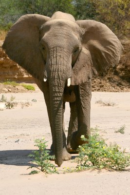 Elephants - Huab River