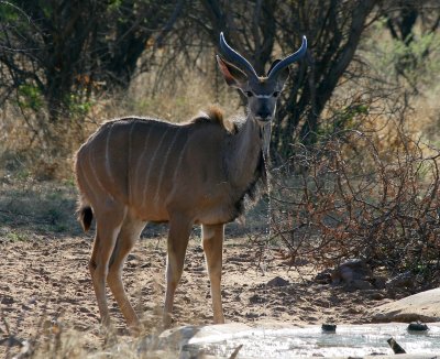 Kudu