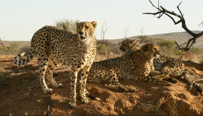 Cheetahs at Okonjima