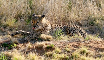 Cheetahs at Okonjima