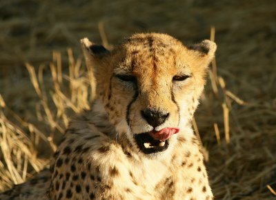 Cheetahs at Okonjima