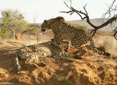 Cheetahs at Okonjima