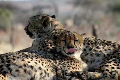 Cheetahs at Okonjima