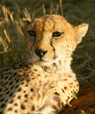 Cheetahs at Okonjima