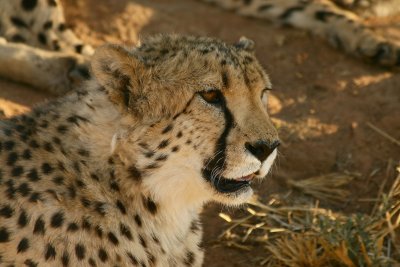 Cheetahs at Okonjima