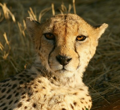 Cheetahs at Okonjima