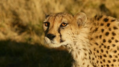 Cheetahs at Okonjima