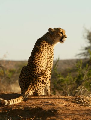 Cheetahs at Okonjima