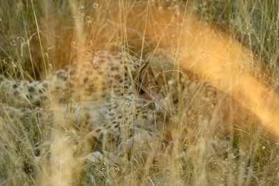 Cheetahs at Okonjima