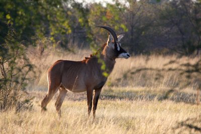 Mahango Game Park - Day 6