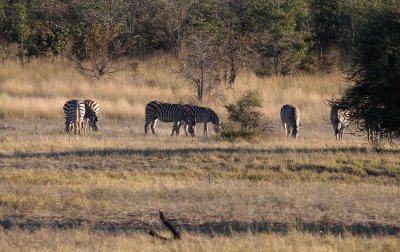 Burchells Zebras