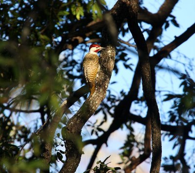 Speckle throated woodpecker.jpg