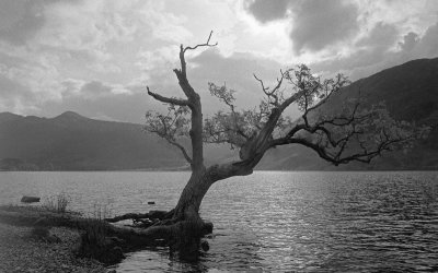 TREE OF LIGHT CUMBRIA