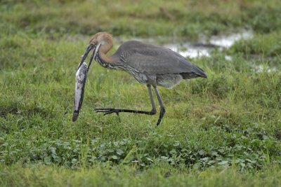 Goliath Heron with catfish (too big to swallow)