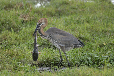 Goliath Heron with catfish (too big to swallow)