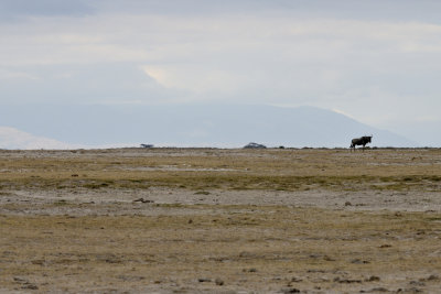 Wildebeest in front of the (hardly visible) Kilimanjaro
