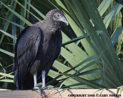 Vulture, Black