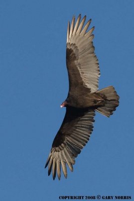 Vulture, Turkey