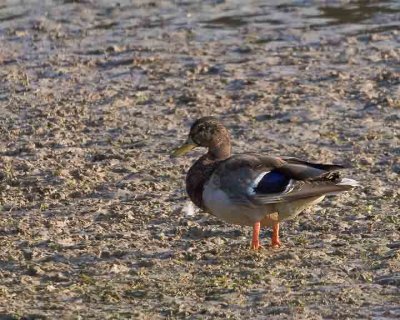 Mallard