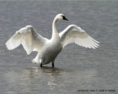 Swan, Tunda