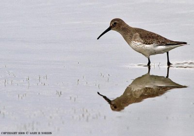 Dunlin