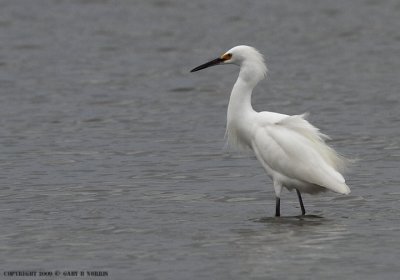 Egret, Snowy