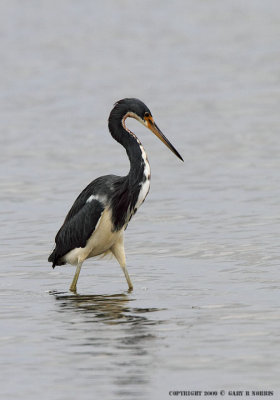 Heron, Tri-colored