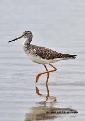 Yellowlegs, Greater