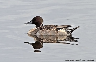 Pintail, Northern