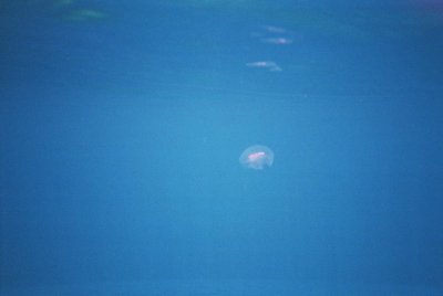 una meduseta