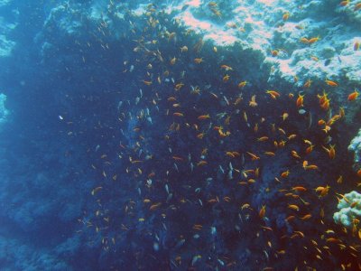 vem trobar uns peixos netejadors (que et netejen la boca o la cera de les orelles) i ens van fer una neteja de boca, gratis!