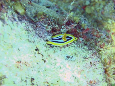 pyjama slug, un nudibranqui