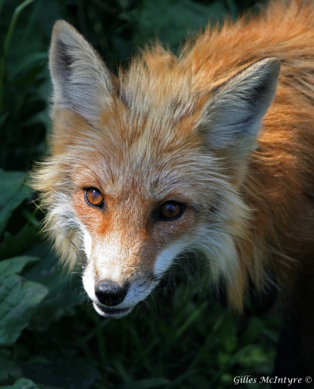 IMG_8274 Red Fox  /  Renard Roux.jpg