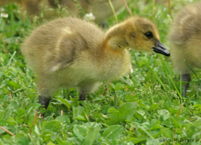 IMG_7893 Young Canada Goose  /  Petit de la Bernache du Canada.jpg