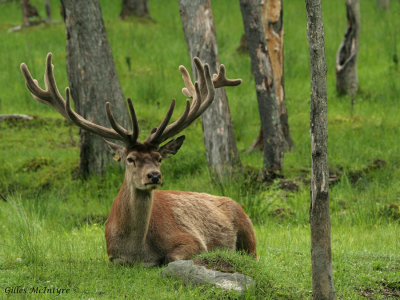 IMG_8148 The Wapiti  /  Wapiti.jpg