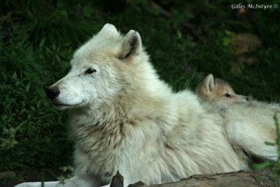 IMG_8183 Artic Wolves with his kid  /  Loup Arctique avec un jeune.jpg