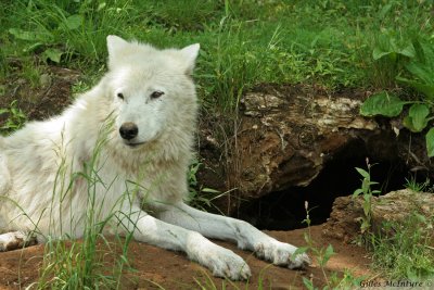 IMG_8194 Artic Wolves  /  Loup Arctique.jpg