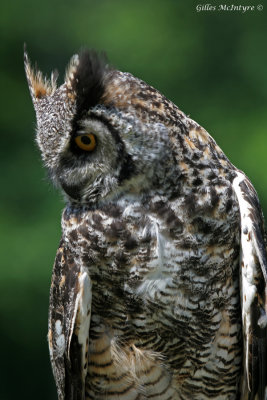 IMG_8245 Great Horned Owl  /  Grand-duc d'Amrique.jpg