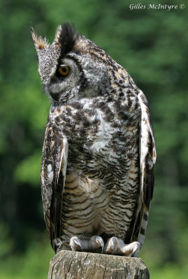 IMG_8246 Great Horned Owl  /  Grand-duc d'Amrique.jpg