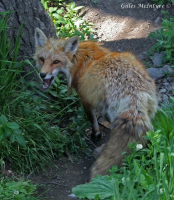 IMG_8268 Red Fox  /  Renard Roux.jpg